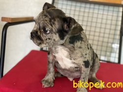 Wc Eğitimli Merle French Bulldog Yavrumuz 1