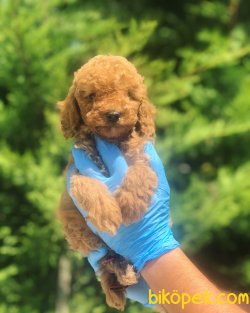 WC EĞİTİMLİ MİKROCİPLİ ÖZEL RENK POODLE YAVRULAR 2