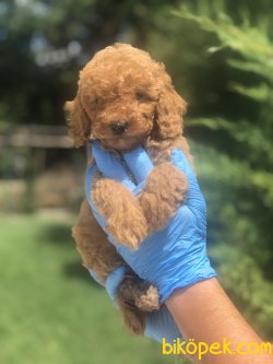 WC EĞİTİMLİ MİKROCİPLİ ÖZEL RENK POODLE YAVRULAR 1