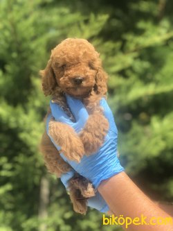 WC EĞİTİMLİ MİKROCİPLİ ÖZEL RENK POODLE YAVRULAR 3