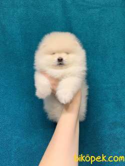 WC EGITIMLI MIKROCIPLI TEDDY FACE POMERANIAN BOO YAVRULAR 1