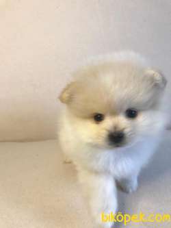 WC EGITIMLI MIKROCIPLI TEDDY FACE POMERANIAN BOO YAVRULAR 2