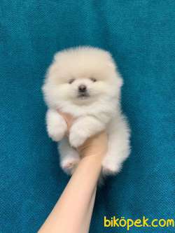 WC EGITIMLI MIKROCIPLI TEDDY FACE POMERANIAN BOO YAVRULAR 3