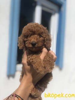 WC EGITIMLI MIKROCIPLI TOY POODLE BEBEKLER 1
