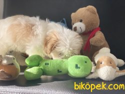 Wc Eğitimli Mini Boy MaltiPoo Yavrumuz 5