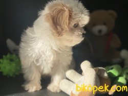 Wc Eğitimli Mini Boy MaltiPoo Yavrumuz 2