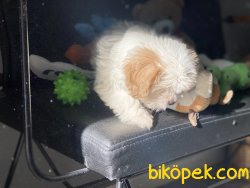 Wc Eğitimli Mini Boy MaltiPoo Yavrumuz 3