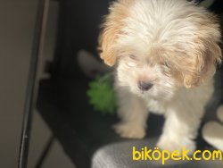 Wc Eğitimli Mini Boy MaltiPoo Yavrumuz 4