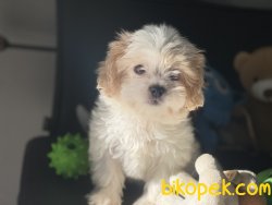 Wc Eğitimli Mini Boy MaltiPoo Yavrumuz 1