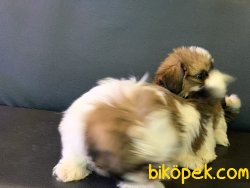 Wc Eğitimli Mini Shih_Tzu Yavrularımız 3
