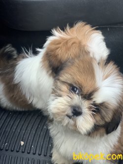 Wc Eğitimli Mini Shih_Tzu Yavrularımız 4