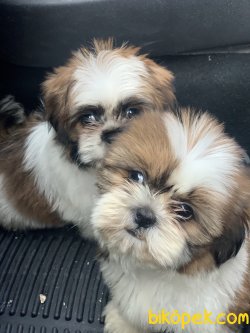 Wc Eğitimli Mini Shih_Tzu Yavrularımız 1