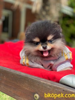 WC EĞİTİMLİ ORJİNAL TEDDY FACE POMERANİAN BOO YAVRULAR 1
