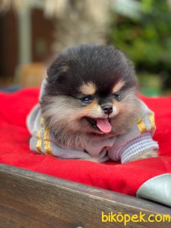 WC EĞİTİMLİ ORJİNAL TEDDY FACE POMERANİAN BOO YAVRULAR 2