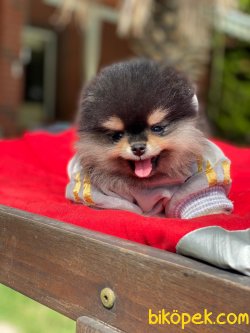 WC EĞİTİMLİ ORJİNAL TEDDY FACE POMERANİAN BOO YAVRULAR 3