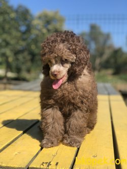 WC EĞİTİMLİ ÖZEL RENK POODLE YAVRULAR 2