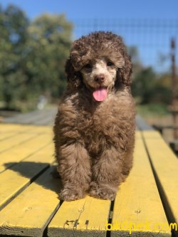 WC EĞİTİMLİ ÖZEL RENK POODLE YAVRULAR 3