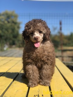 WC EĞİTİMLİ ÖZEL RENK POODLE YAVRULAR 1