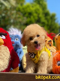 WC EĞİTİMLİ ÖZEL RENK POODLE YAVRULAR 1
