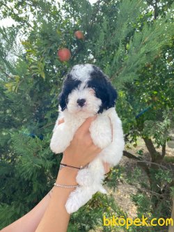 WC EĞİTİMLİ ÖZEL RENK POODLE YAVRULAR 2