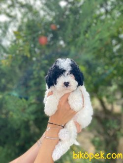 WC EĞİTİMLİ ÖZEL RENK POODLE YAVRULAR 3