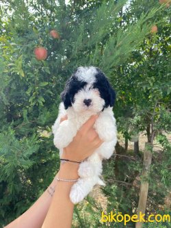 WC EĞİTİMLİ ÖZEL RENK POODLE YAVRULAR 1