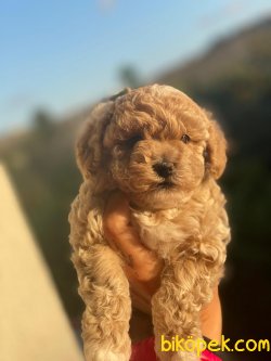 WC EĞİTİMLİ ÖZEL RENK POODLE YAVRULAR 3