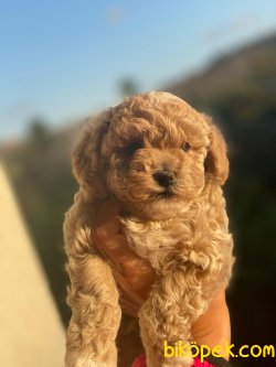WC EĞİTİMLİ ÖZEL RENK POODLE YAVRULAR 2