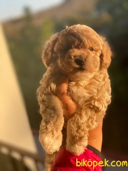 WC EĞİTİMLİ ÖZEL RENK POODLE YAVRULAR 1