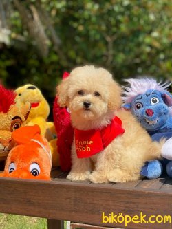 Özel Renk  Wc Eği̇ti̇mli̇ Poodle Yavrular 3