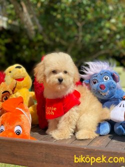 Özel Renk  Wc Eği̇ti̇mli̇ Poodle Yavrular 1