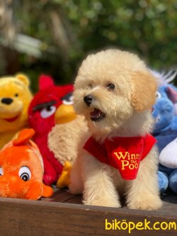 WC EĞİTİMLİ ÖZEL RENK POODLE YAVRULAR 2