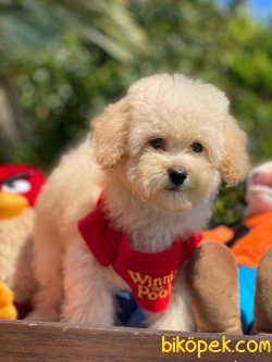 WC EĞİTİMLİ ÖZEL RENK POODLE YAVRULAR 1