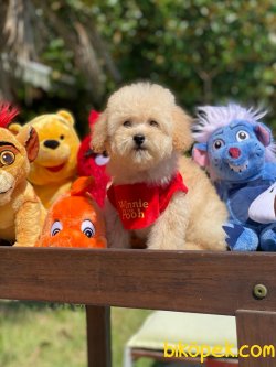 WC EĞİTİMLİ ÖZEL RENK POODLE YAVRULAR 3