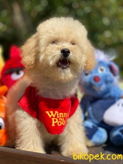 Sevimli Poodle Yavrular 2