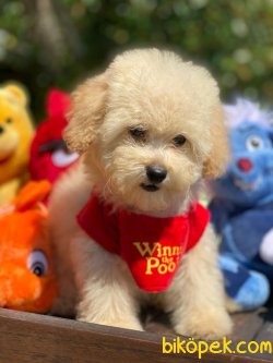 Sevimli Poodle Yavrular 3