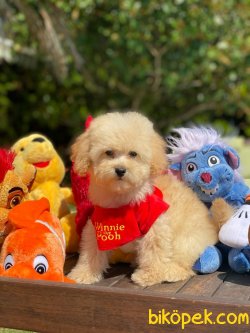 Sevimli Poodle Yavrular 1