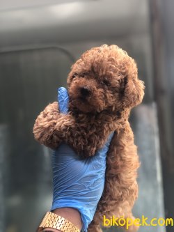 WC EĞİTİMLİ ÖZEL RENK POODLE YAVRULAR 3