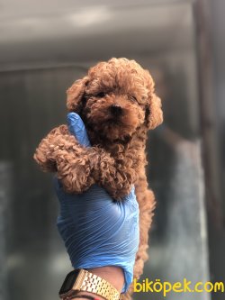 WC EĞİTİMLİ ÖZEL RENK POODLE YAVRULAR 1