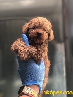 WC EĞİTİMLİ ÖZEL RENK POODLE YAVRULAR 2