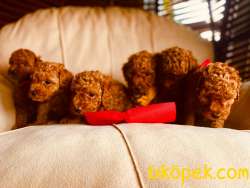 WC EĞİTİMLİ ÖZEL RENK POODLE YAVRULAR 3