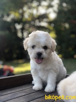 WC EGITIMLI PASAPORTLU DIZAYN IRK MALTIPOO YAVRULARIMIZ 1