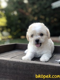 WC EGITIMLI PASAPORTLU DIZAYN IRK MALTIPOO YAVRULARIMIZ 3