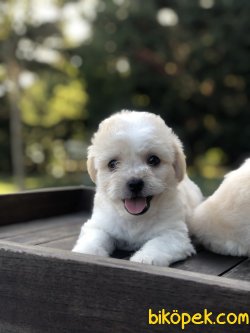 WC EGITIMLI PASAPORTLU DIZAYN IRK MALTIPOO YAVRULARIMIZ 2