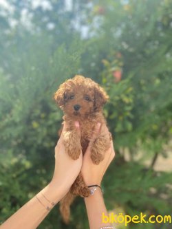 WC EGITIMLI PASAPORTLU MIKROCIPLI TOY POODLE BEBEKLER 3