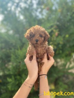 WC EGITIMLI PASAPORTLU MIKROCIPLI TOY POODLE BEBEKLER 1