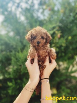 WC EGITIMLI PASAPORTLU MIKROCIPLI TOY POODLE BEBEKLER 2