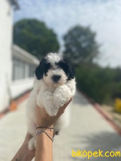 WC EGITIMLI PASAPORTLU TOY POODLE BEBEKLER 3