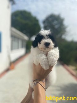 WC EGITIMLI PASAPORTLU TOY POODLE BEBEKLER 2