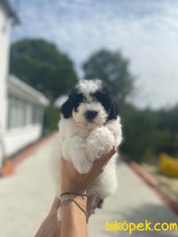 WC EGITIMLI PASAPORTLU TOY POODLE BEBEKLER 1